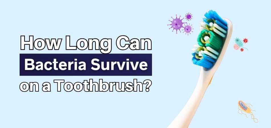 How Long Can Bacteria Survive on a Toothbrush
